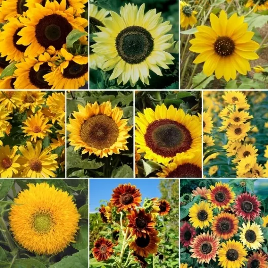 BEAUTIFUL VARIETY SUNFLOWER Mix, 7 Species, Sunny Sunflowers, FREE ...