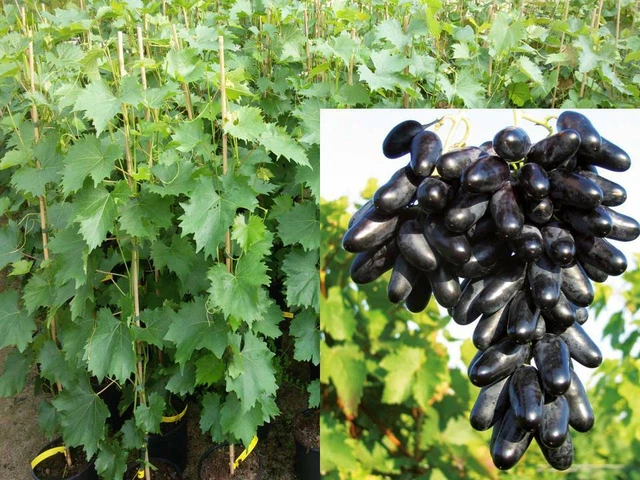 Vitis vinifera Souvenir Datteltraube Weinrebe Tafeltraube Weintraube Winzersorte
