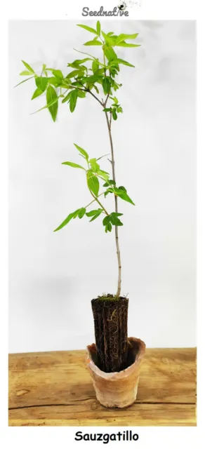 Planta de Sauzgatillo - Vitex agnus castus - 2 Años