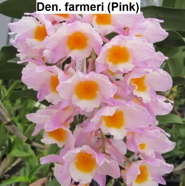 Orchid Species Dendrobium farmeri Flowering size