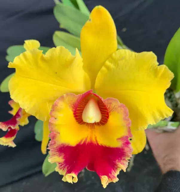 RON Cattleya Orchid Special Quality Division Div Rlc. Chunyeah 'Tzeng-Wen' AM/AO