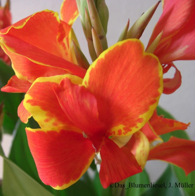 @ (◕‿◕)\@ Canna indica - Blumenrohr " QUEEN CHARLOTTE "