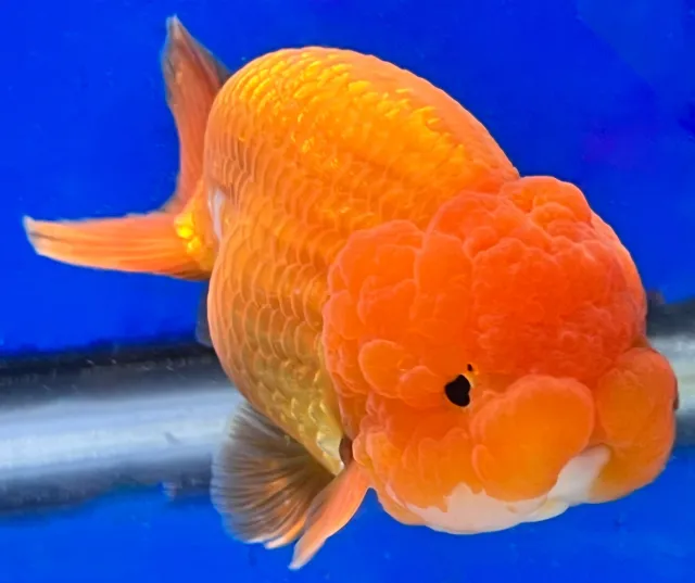 Live Fancy Goldfish Ranchu 4.5-5 inches (RA-0004_02)