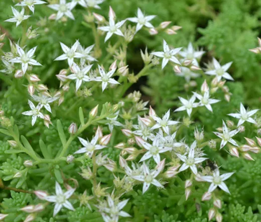 SEDUM OKTOBERFEST STONECROP Sedum Acre - 200 Bulk Seeds