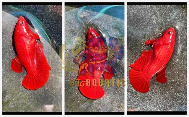 Live Betta Fish HMPK Female Super Red Good for Sorority/Breed USA Seller