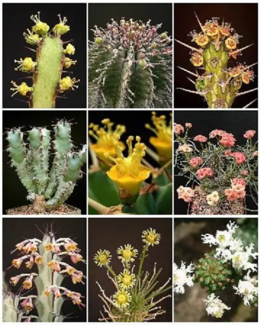 EUPHORBIA VARIETY  MIX  exotic succulent  rare cactus plant seed cacti  50 SEEDS