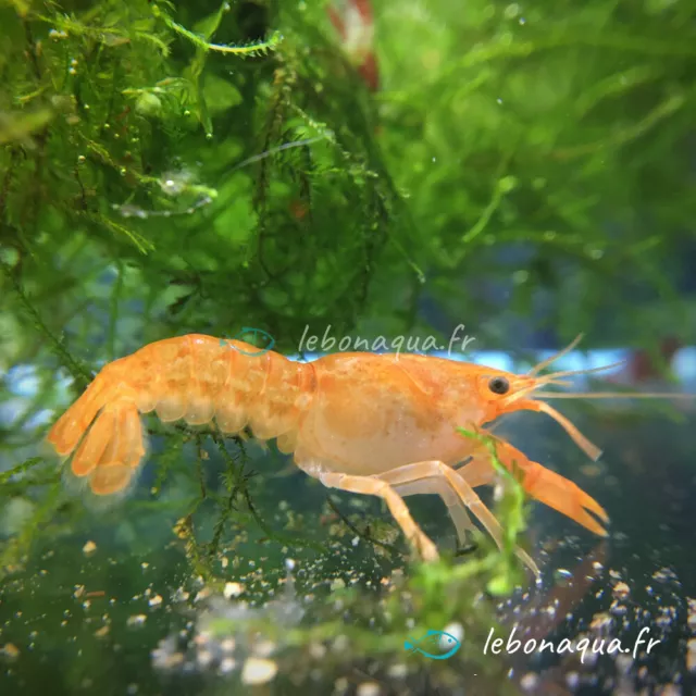 Lot de 5 Écrevisses naines Orange CPO pour Aquarium Eau Douce - lebonaqua 3