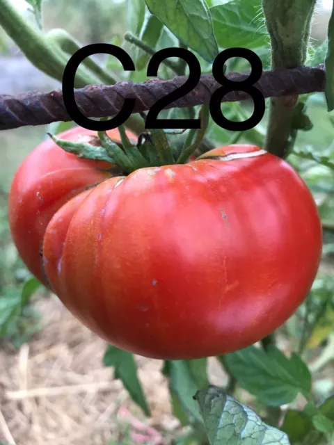 graine / seed tomate taille grosse variété "COTE SAINT ANDRE"