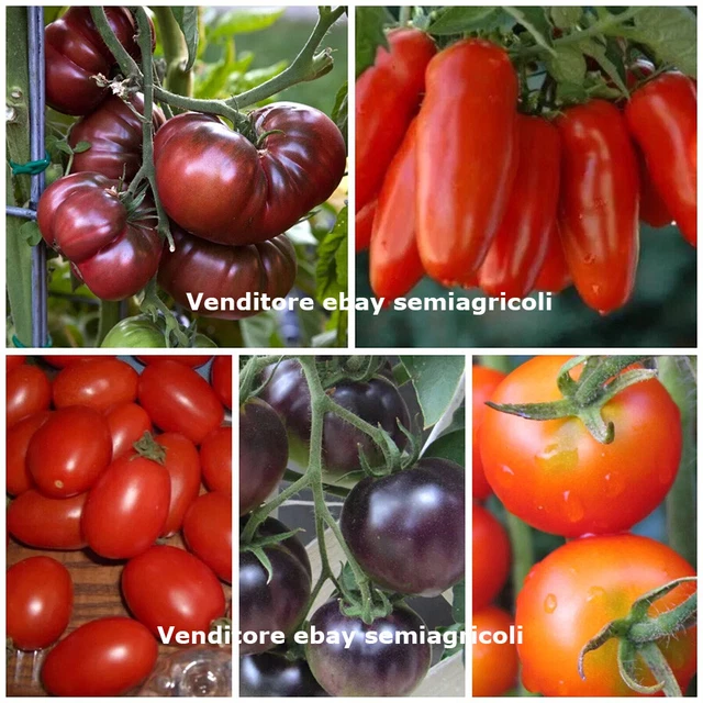 10 graines de tomate rare Xanadu Green Goddess étonnante et