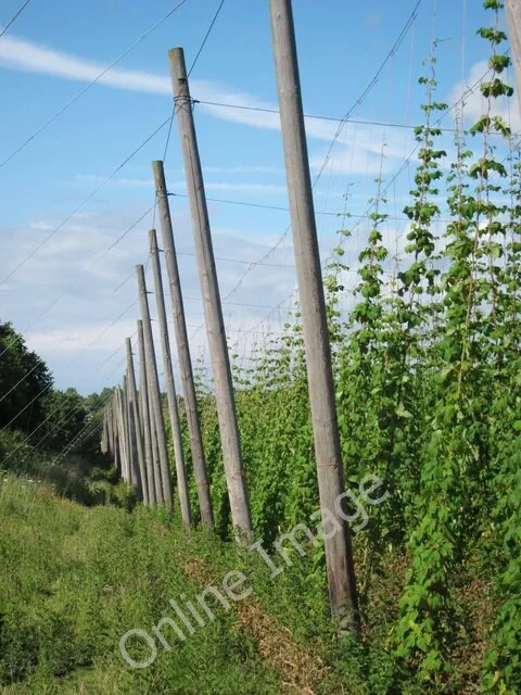 Photo 6x4 Hop field Linkhill  c2011