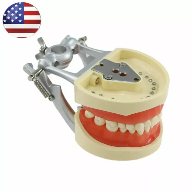 Kilgore Typodont Dental Restoration Practice Model NISSIN 200 Style 32 Pcs Teeth