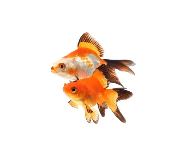 1" - 3" Red Black Fantail Goldfish Live Fish for Pond *FREE SHIPPING*