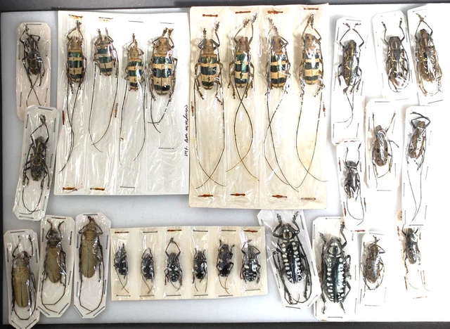 Nice Malaysian long horns ( not all with data)