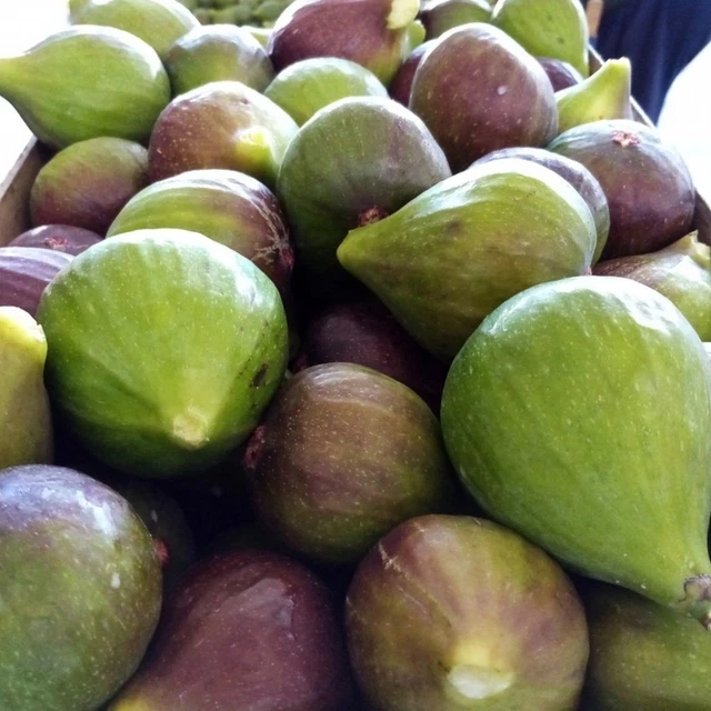 Fico Gentile - Maioli Frutti Antichi - 2
