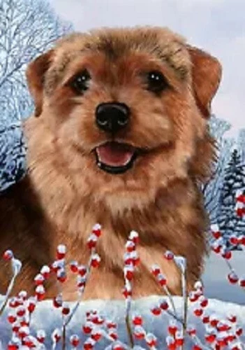 Winter House Flag - Grizzle Norfolk Terrier