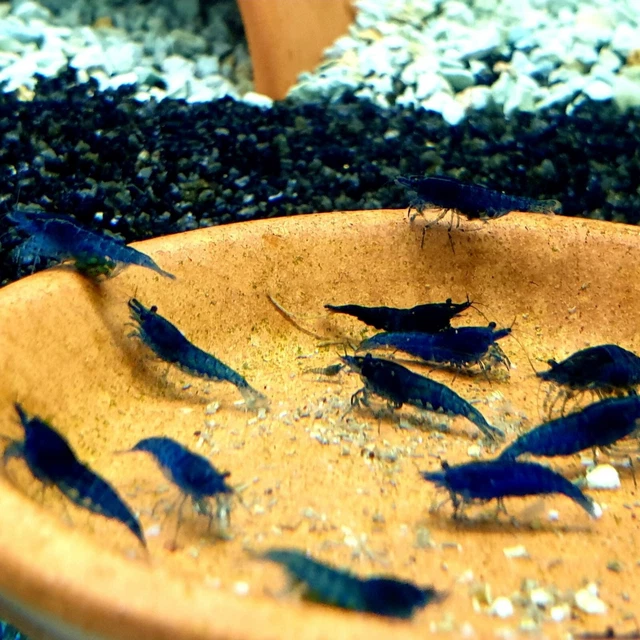 16 Blue Dream Shrimp Freshwater young adults very nice grade + a few Babies
