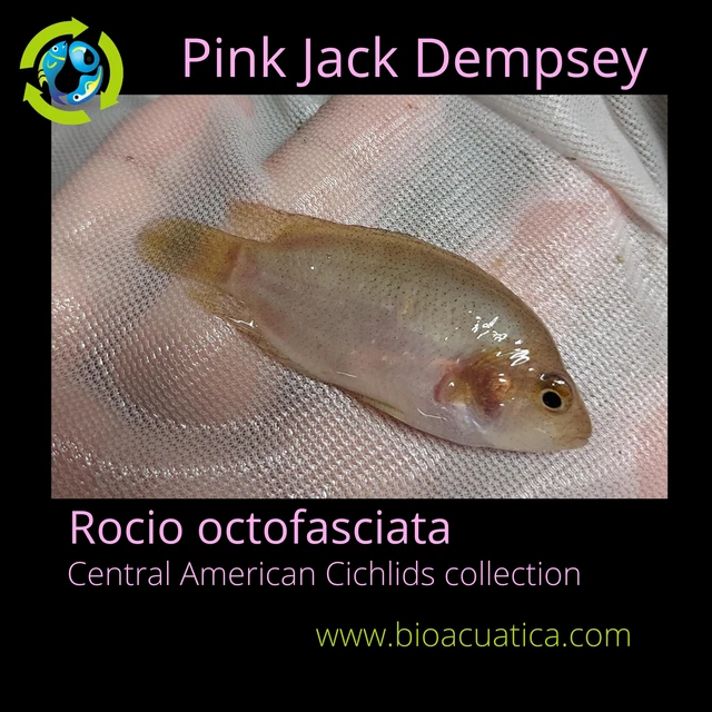 JUVENILES PINK JACK DEMPSEY 1.5 TO 2 INCHES UNSEXED (Rocio octofasciata)