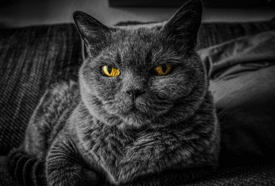 Poster Affiche Gros Chat Gris Chartreux Yeux Jaunes Mignon Eur 19 90 Picclick Fr
