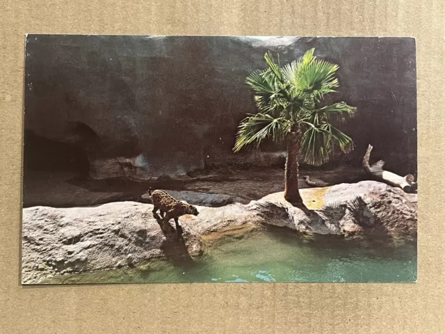 Postcard Arizona AZ Phoenix Zoo Jaguar Exhibit Vintage PC