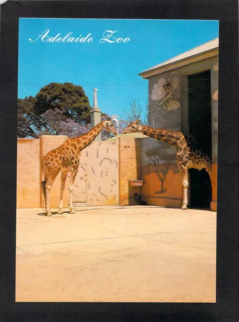 A8695 Australia SA Adelaide Zoo Giraffe Pitt postcard