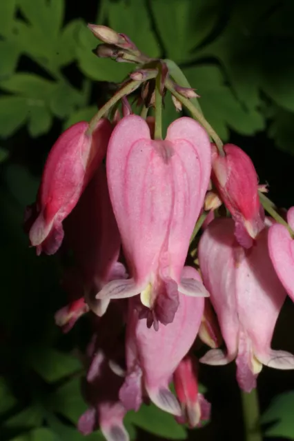 5 graines de PETIT COEUR SAIGNANT(Dicentra Eximia)G677 SEEDS SAMEN SEMILLA  SEMI