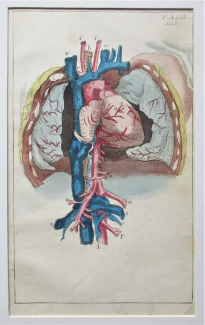 40 kolorierte Kupferstiche Anatomie des Menschen, um 1800