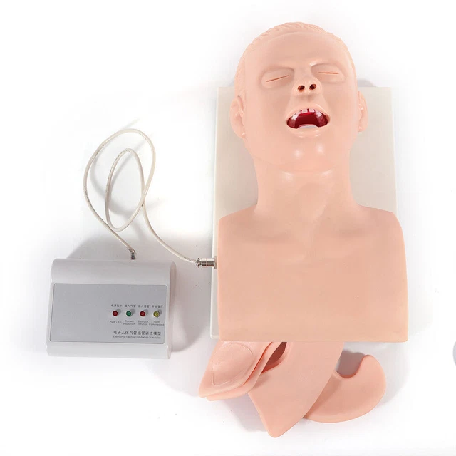 Teaching Model Airway Management Trainer Intubation Manikin Study Oral Nasal HOT