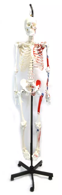 Human Muscular Skeleton Model - Hanging Stand - Eisco Labs