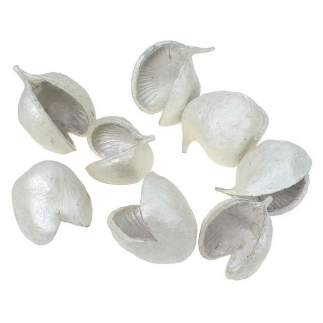 8 Buddha Nuts perlmutt weiß Buddhanut Nuß Exoten Trockenblumen Budha Deko Nüsse