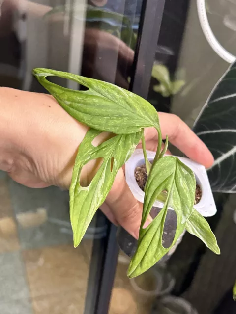 Monstera Indonesian Marble Variegata