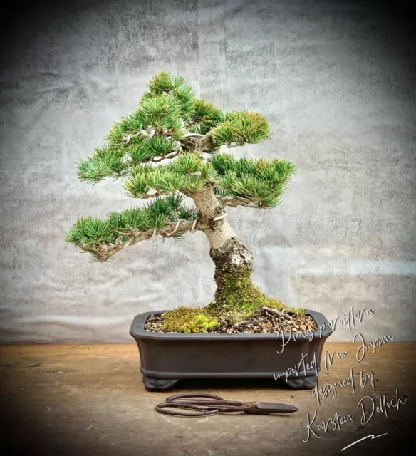 Pinus parviflora / pentaphylla - Japanische Mädchenkiefer BONSAI / 25 Years Old.