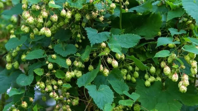 Beer hop plant Victoria hops variety Homebrew Humulus lupulus Rhizomes rhizome 3