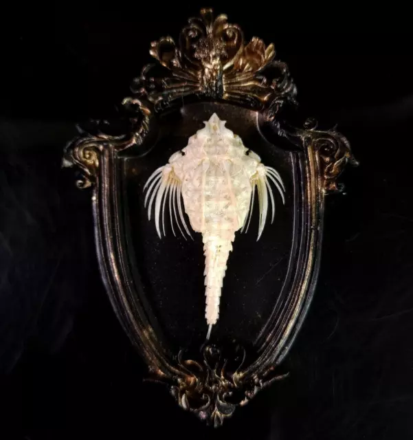 Real Dragon Sea Moth skeleton, Seamoth, Pegasidae, Fish Taxidermy, Vintage Frame