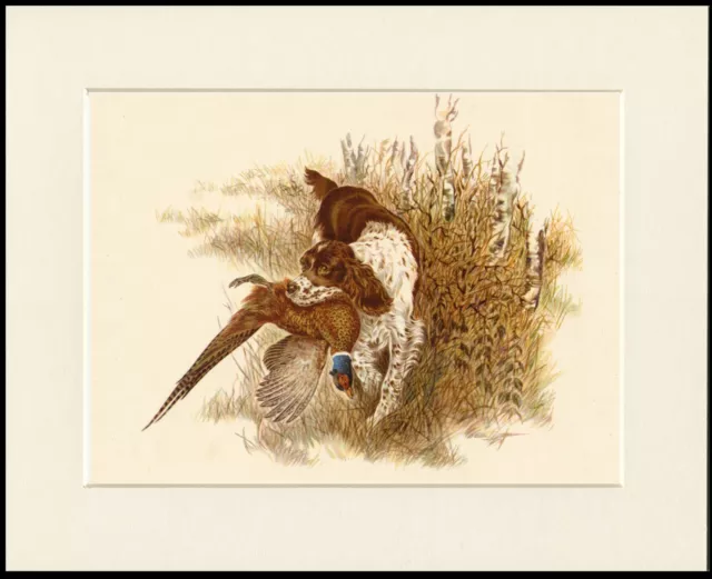 English Springer Spaniel And Bird Great Dog Print Mounted Ready To Frame