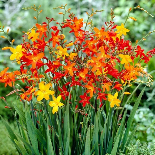 200 SEMILLAS Crocosmia Montbretia Monbretia Lucifer Mixtas Reino Unido UE Orgánico EE. UU. no OGM