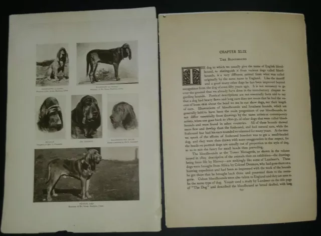 Bloodhound Breed History & Photos from the 1906 Dog Book by James Watson