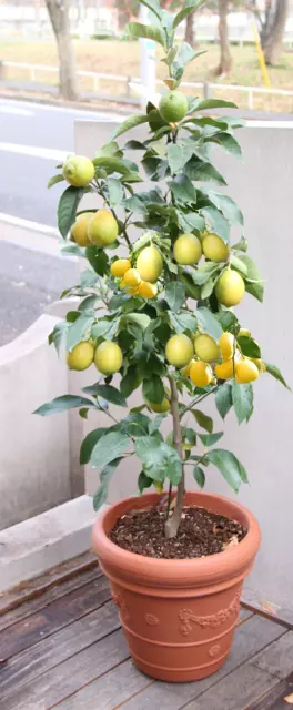 Zitrus Zitronenbaum Zitrone Citrus limon Zitruspflanze 2 Pflanzen