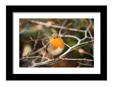 Robin Red Breast Print, Animal art for Sale - Home Decor Gifts