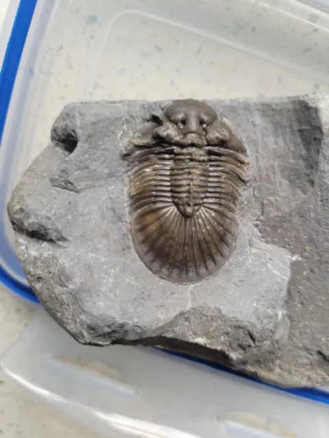 Fossiler Trilobit, SCUTELLUM, Devonisches Zeitalter Marokko, hochwertiger Trilobit Fossil