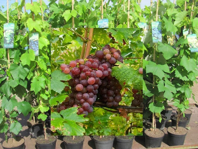 Vitis vinifera Muskat Blue blau Weinrebe Tafeltraube Wein Weintraube Winzersorte