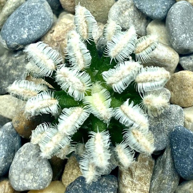 MAMMILLARIA BERTHOLDII WHITE Spines UK Grown Cactus Own Roots Unique Offer!  54.99 - PicClick UK
