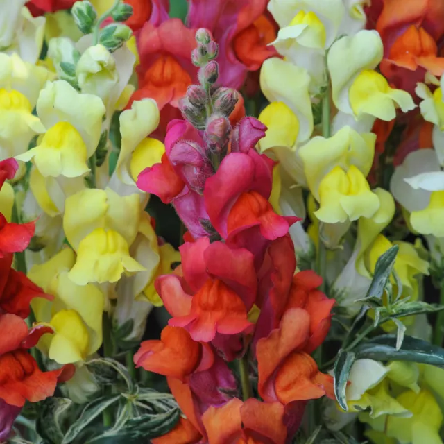 Antirrhinum Seeds Flower Garden Plants 'Frosted Flames' 1 Packed of Seeds T&M