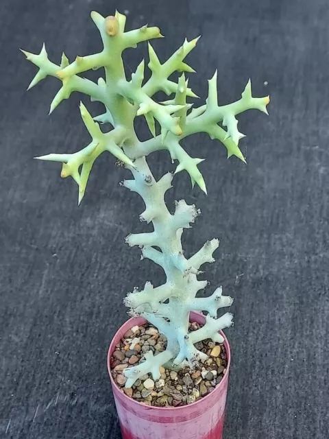 Euphorbia stenoclada - silver form - Succulent plant