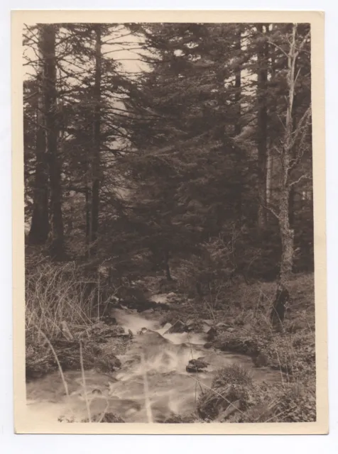 PHOTO ANCIENNE Forêt Torrent Eau Rivière Arbre Sapin France ? Vers 1940