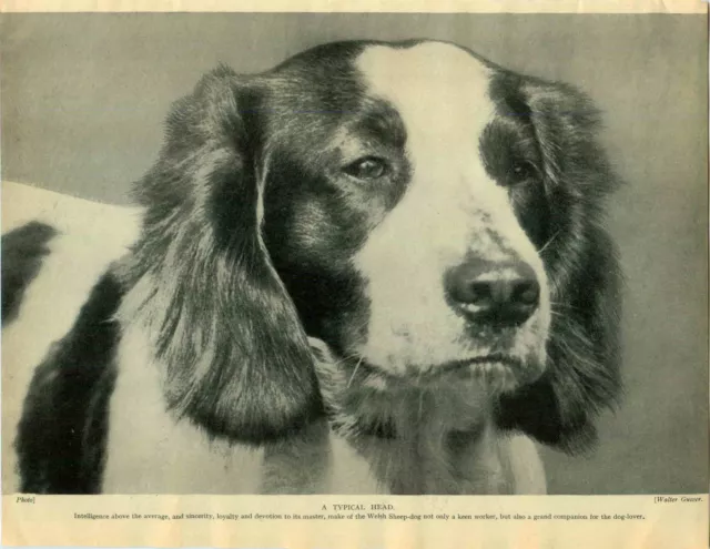 1930 Book Plate Dog Print Sheepdog Welsh Lass Tolworth Llewellyn Hughes Springer