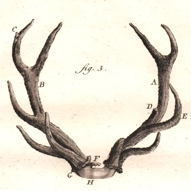 1760 Hand-Colored Copperplate Engraving, De Seve Antlers, Buffon 1st Edition!