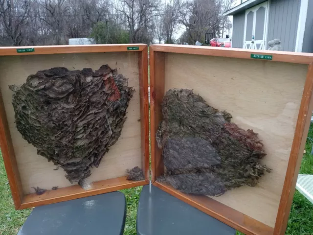 Paper Wasp Nest Shadow Box Display
