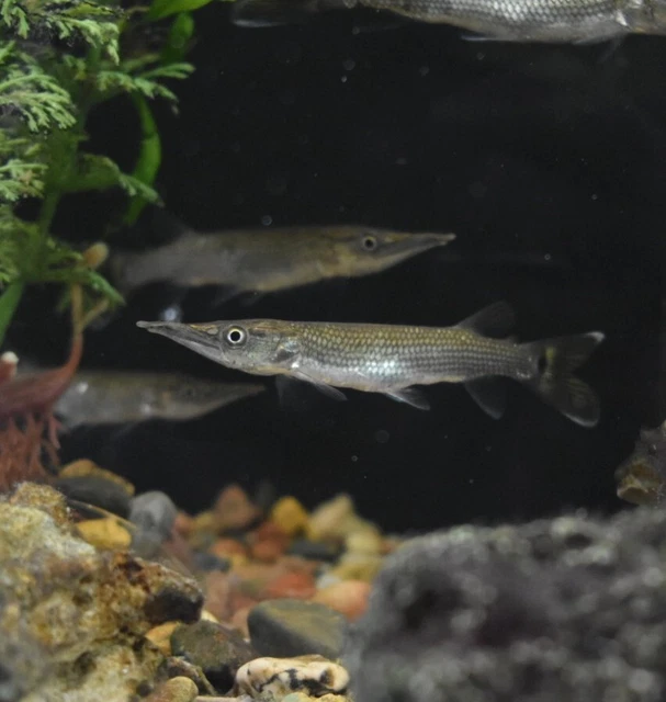 Live Hujeta Rocket Gar (3" Tropical Freshwater Aquarium Fish) *PLS READ DESCR* 4