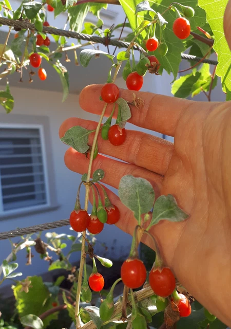 Semi Pomodoro San Marzano 50 Semi Pomodoro Gigante Heirloom - Mostro Gigante | Per Orto E Giardino Semi Pomodoro Belmonte - Foto 4