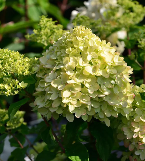 Hortensia de pantorrilla de tronco alto Little Lime® 60-80 cm - Hydrangea paniculata